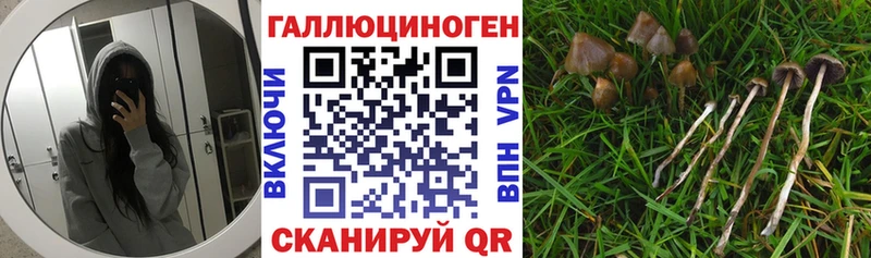Купить где  Ершов  Псилоцибиновые грибы Cubensis 